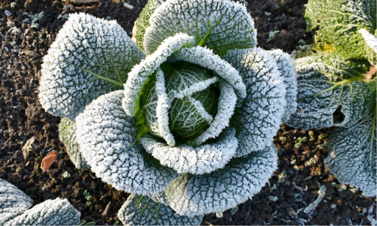 Savoy cabbage with frost