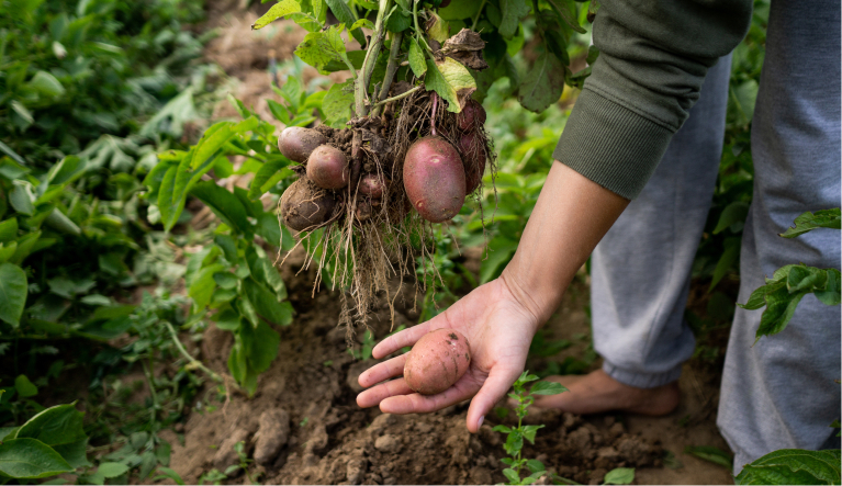 Kartoffeln werden geerntet