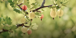 Fruit & Berry Bushes