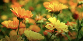 Flowers & Herbs