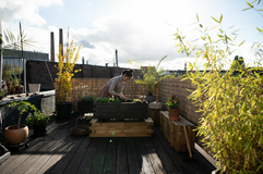 Balcony Garden