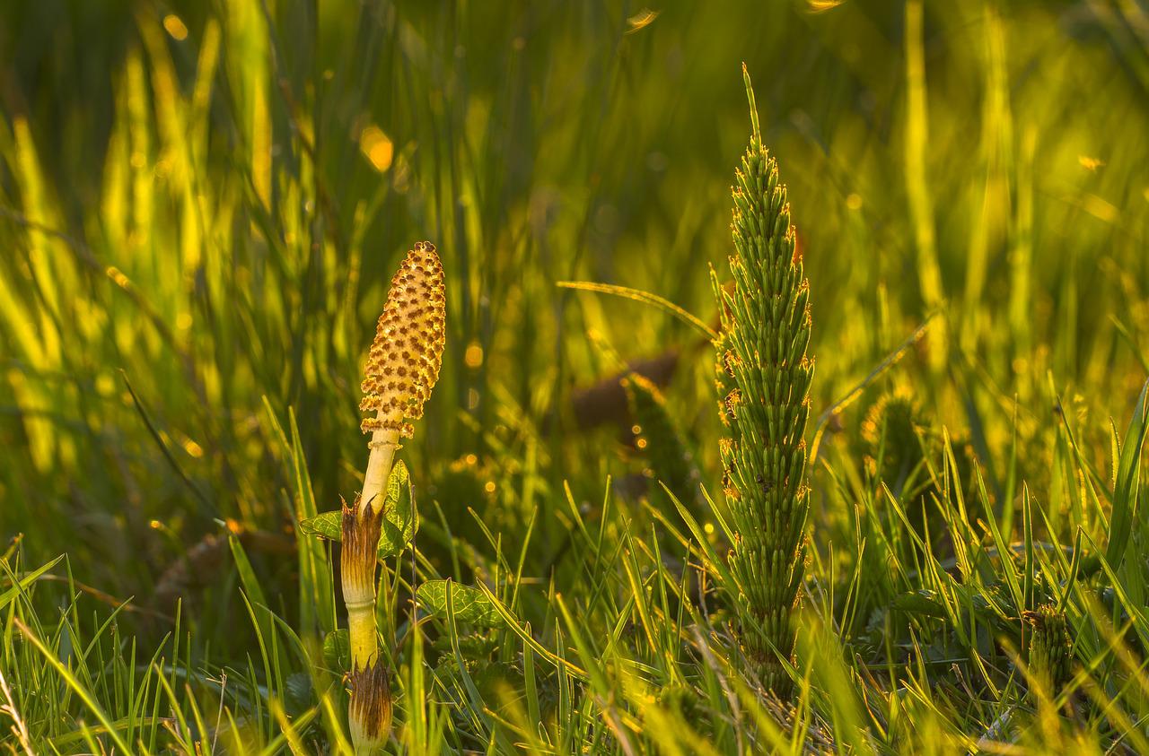 Field horsetail