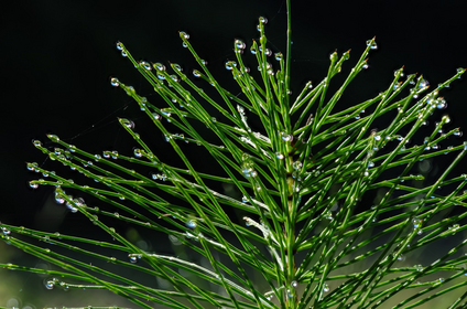 How to Make Horsetail Tea for Plants: Benefits, Uses & Recipe