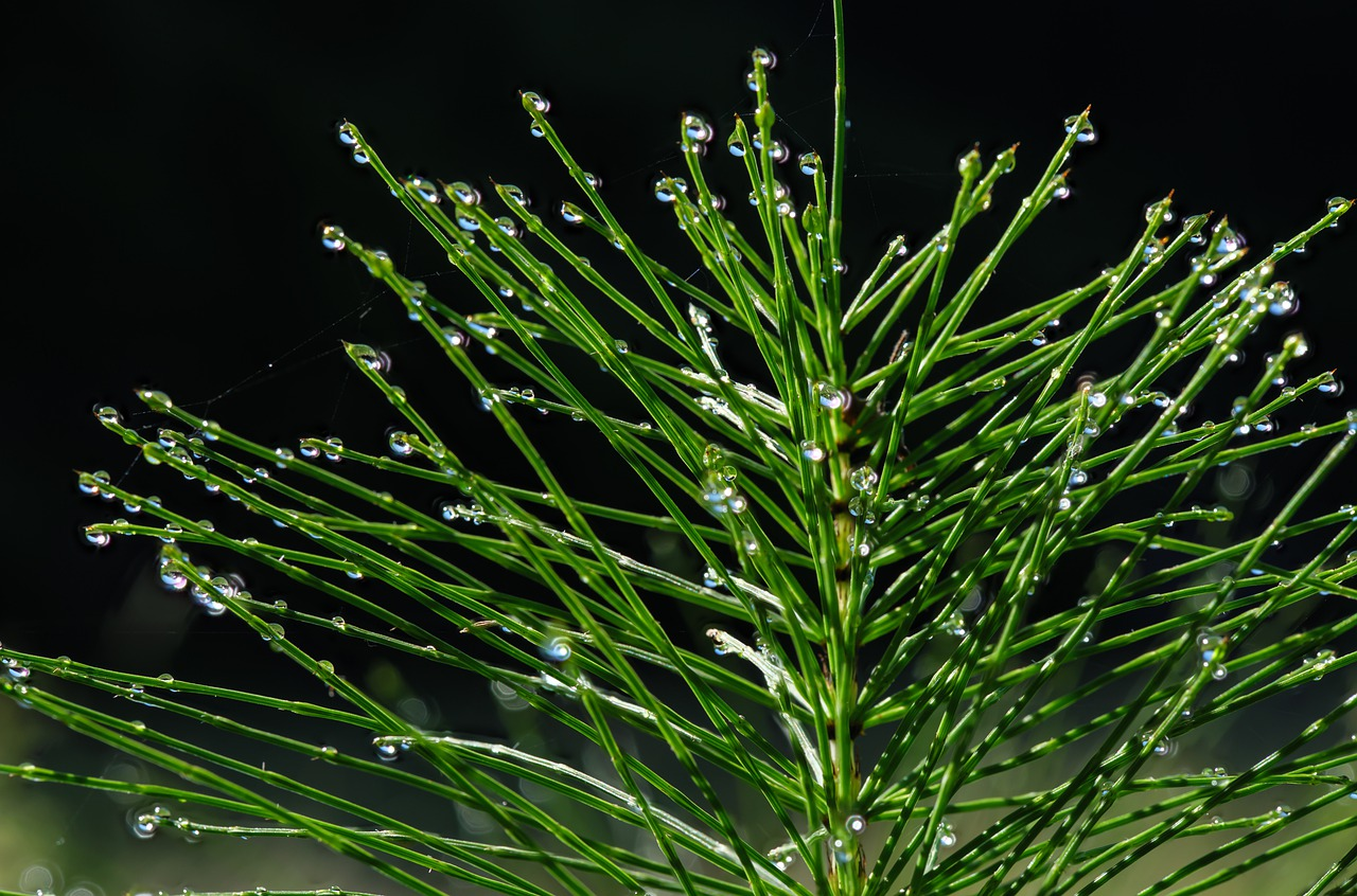 How to Make Horsetail Tea for Plants: Benefits, Uses & Recipe