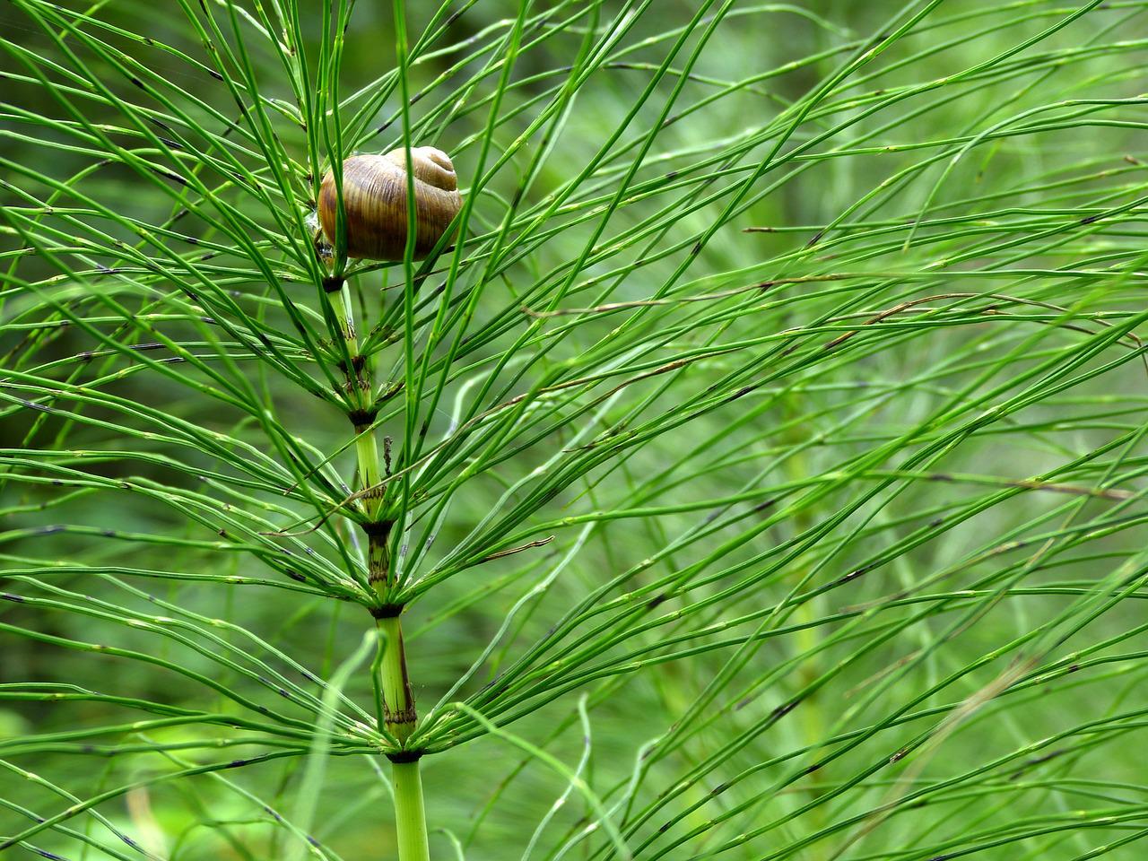 Snail sitting in field horsetail in the forest.