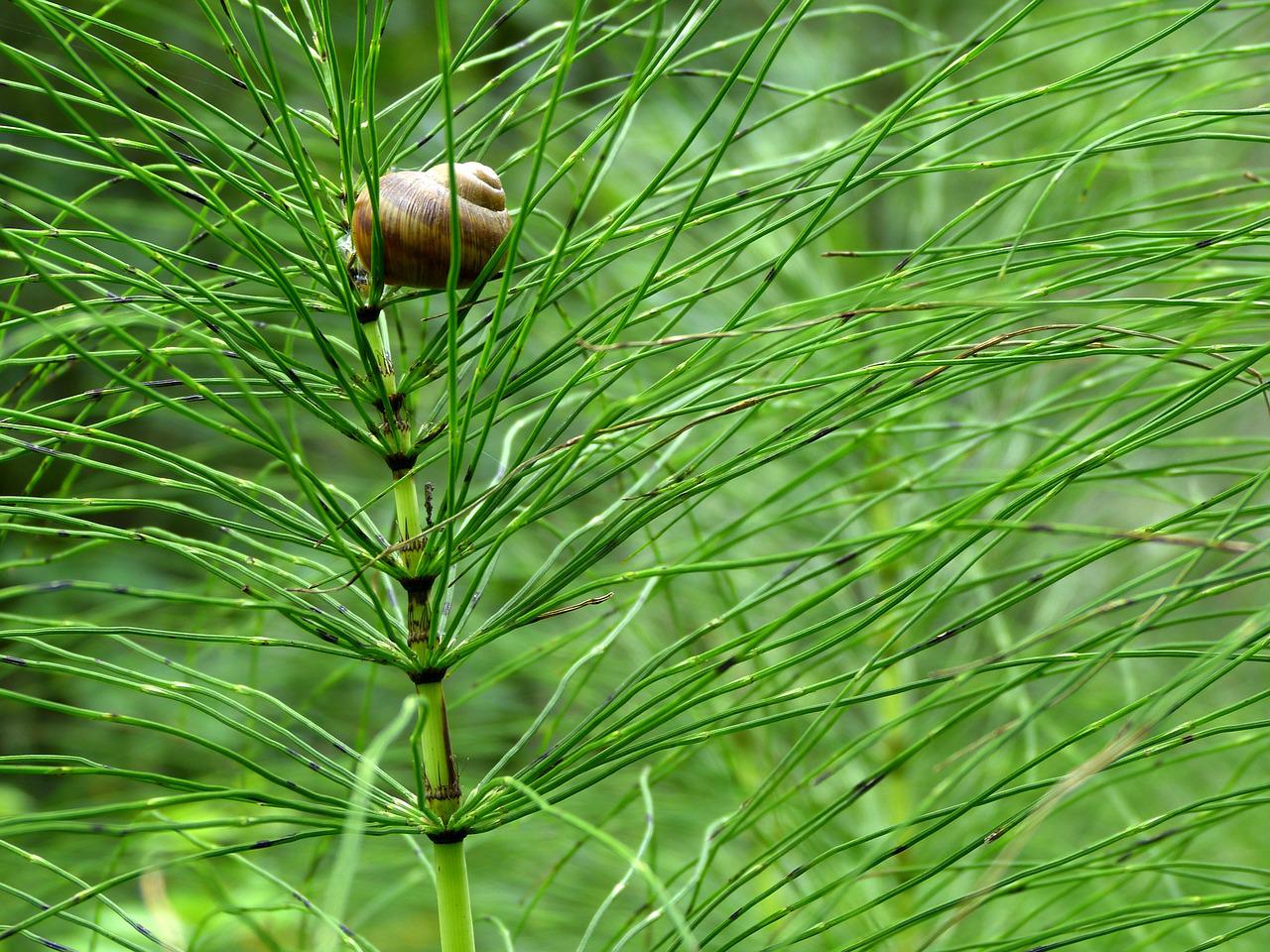 Schnecke sitzt in Ackerschachtelhalm im Wald.