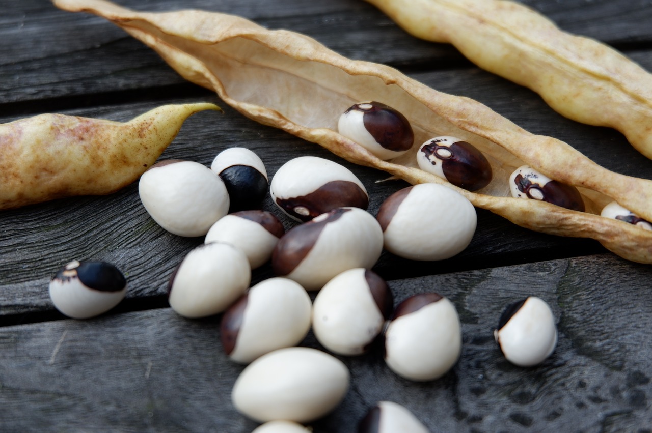 Bean seeds