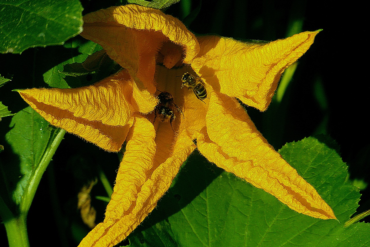 Zucchiniblüte