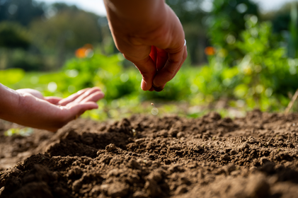 Heirloom Seeds: Obtaining & Propagating Seeds