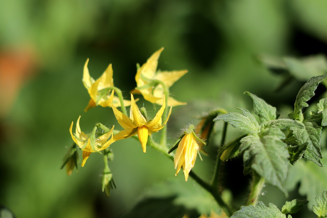 Tomato blossoms