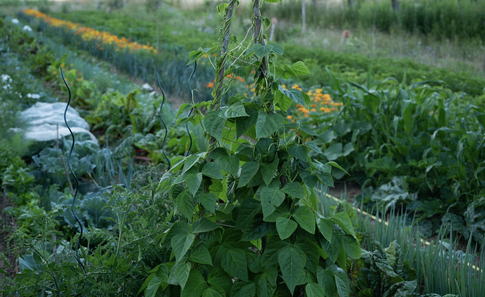 Diverse garden with mixed crops 