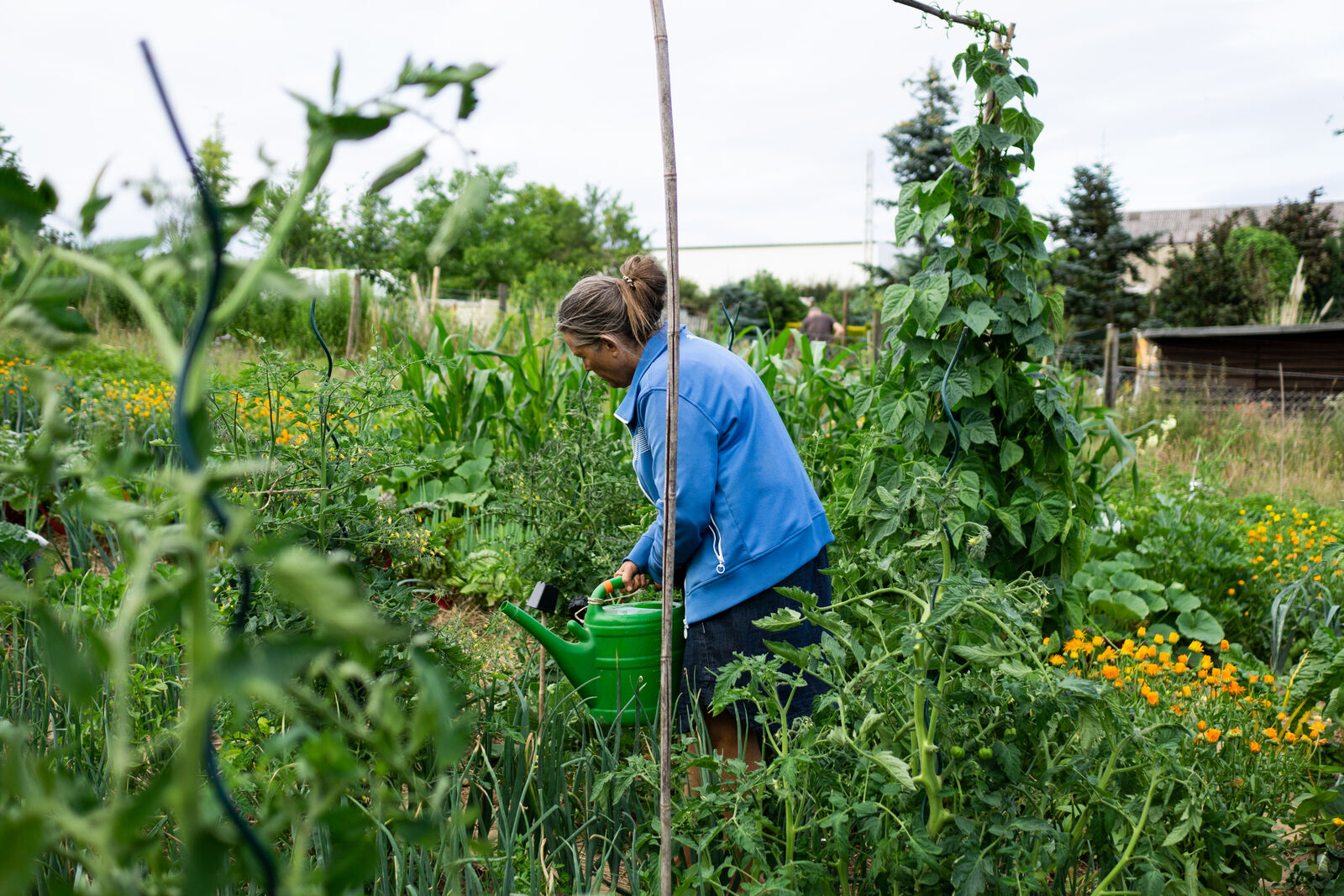 Garden with colorful mixed cultivation