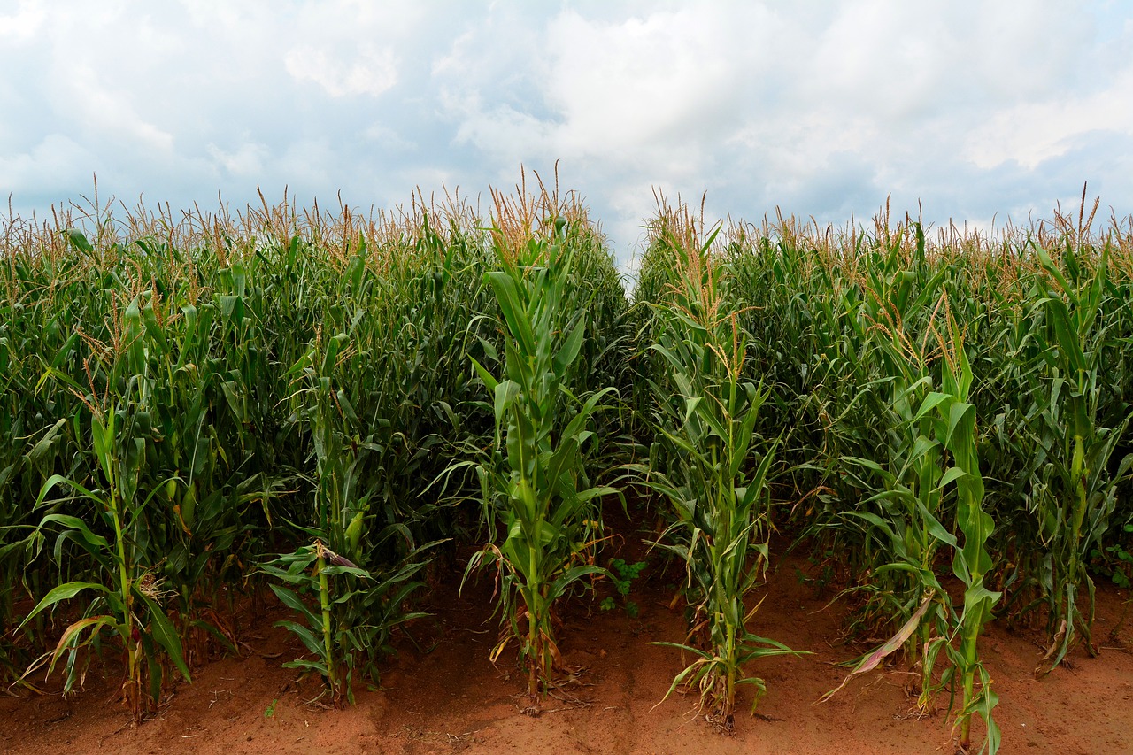 Maize monoculture