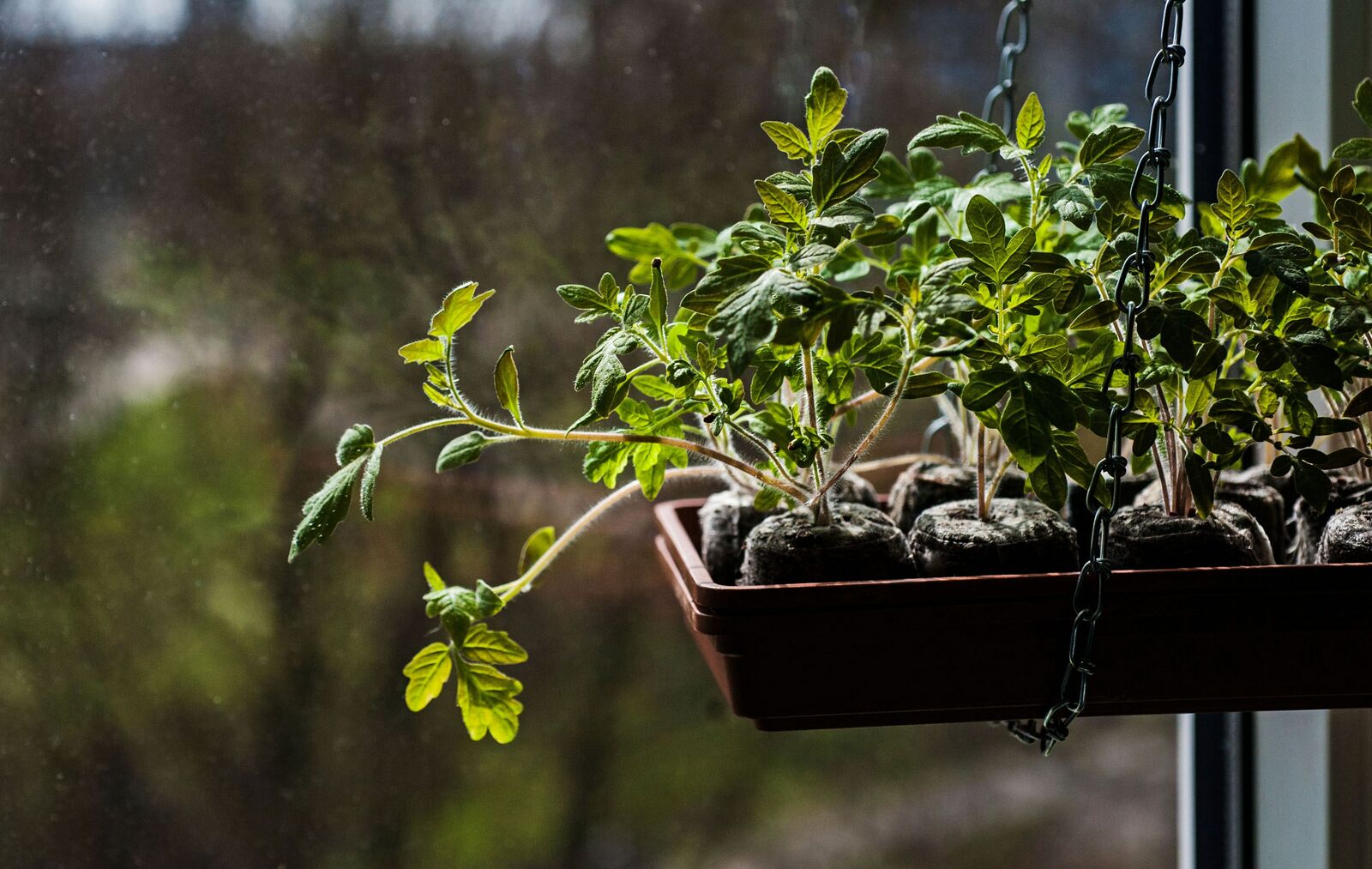 Preculture plants windowsill