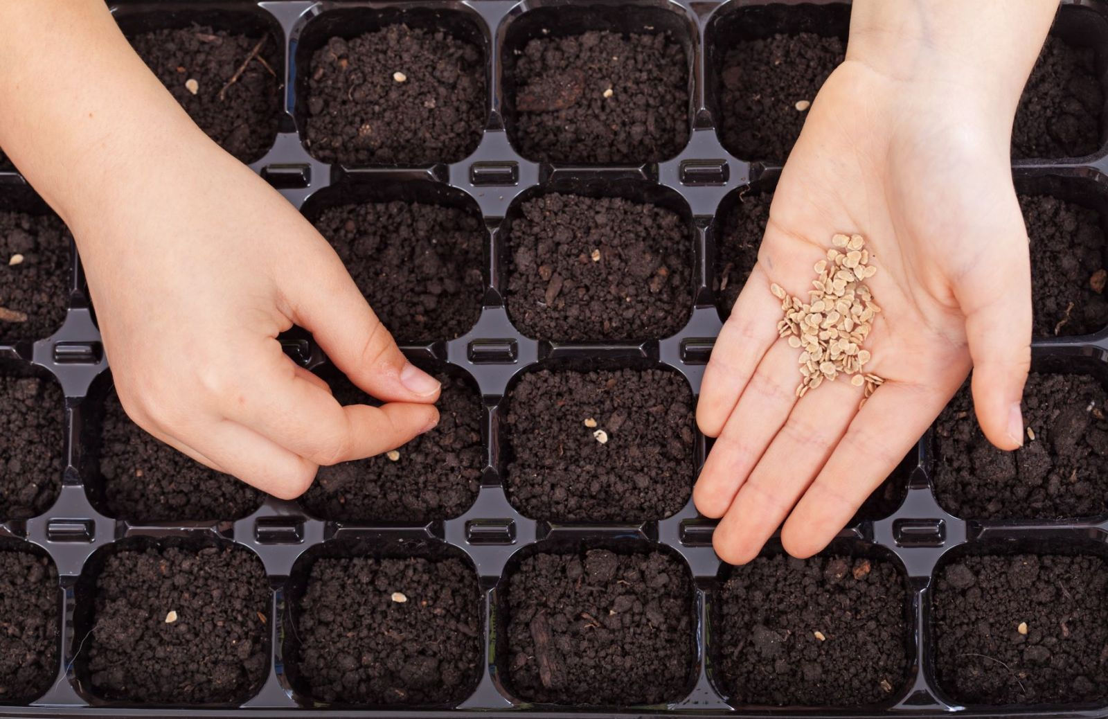 Make Your Own Potting Compost & Sowing Soil