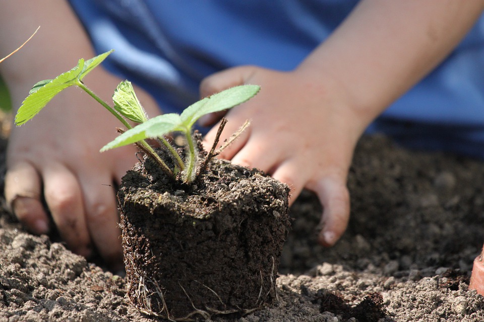 Planting a seedling