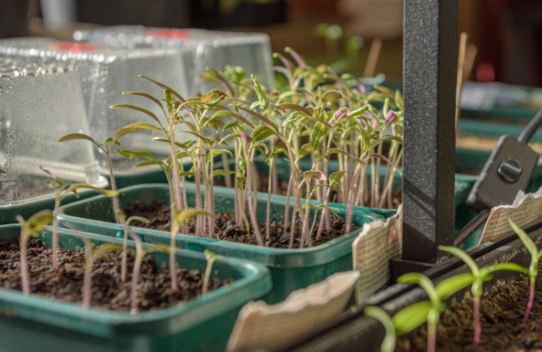 Indoor greenhouse cultivation