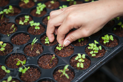 Cultivation Pots & Aids for Successful Cultivation