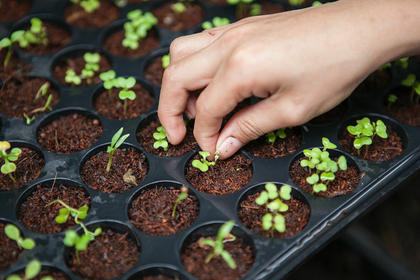 Cultivation pots & aids for successful cultivation