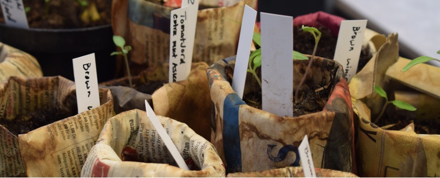 Make your own newspaper growing pots