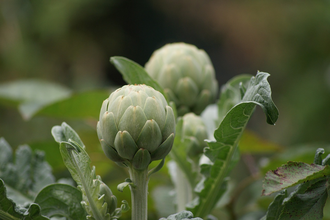 Artichoke shortly before flowering