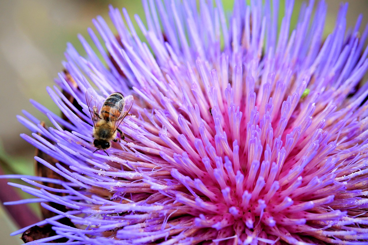 Artichoke blossom
