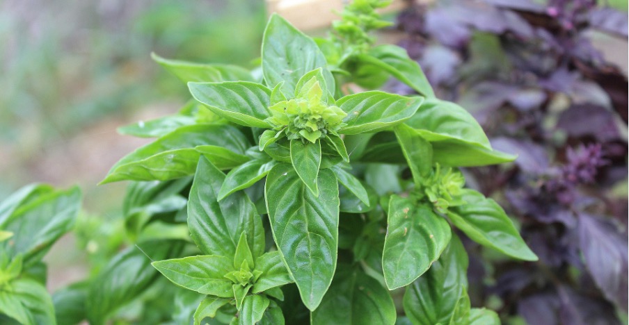 Basil and aubergine are good neighbours 