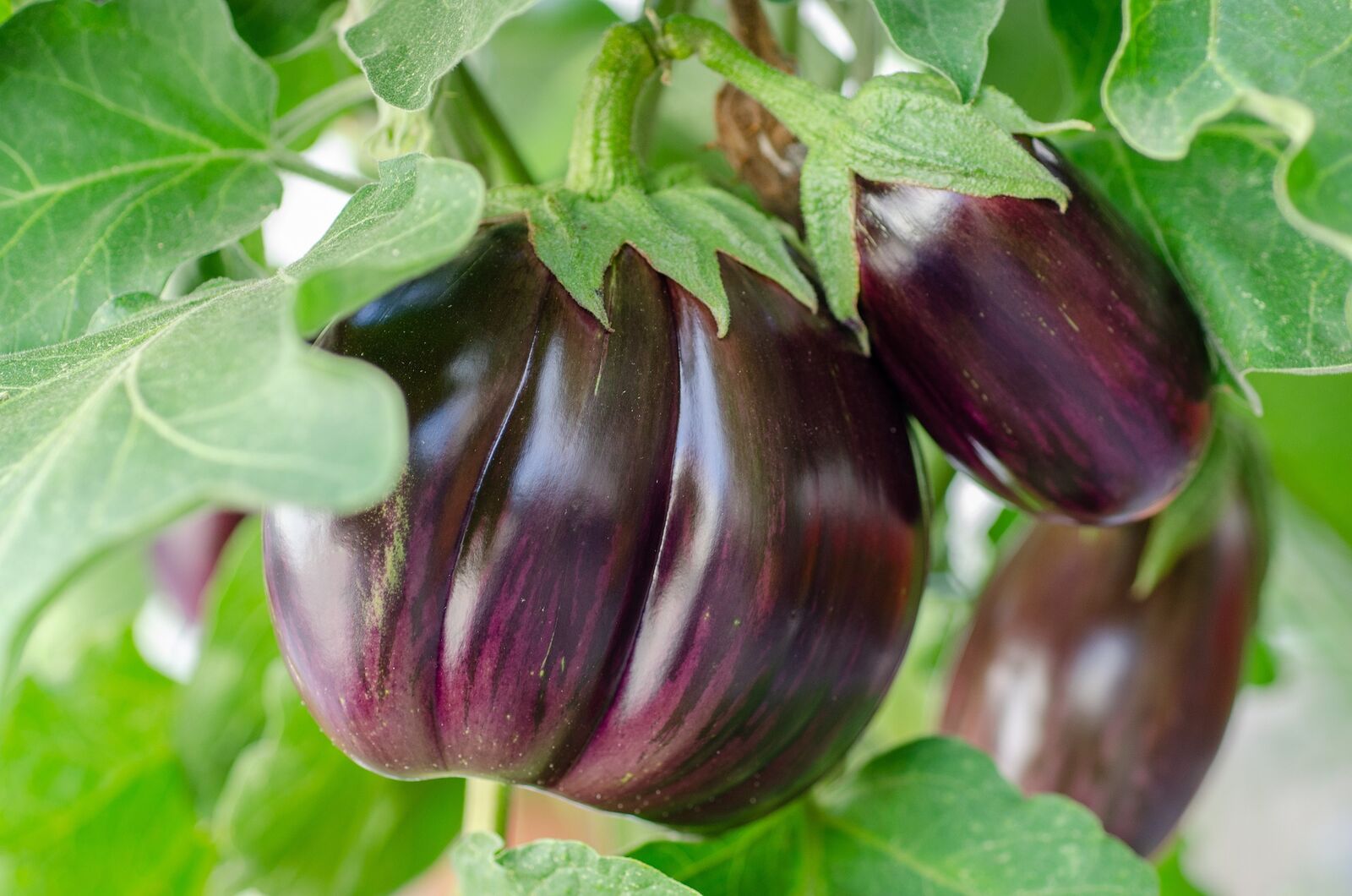 Gute Nachbarn Aubergine