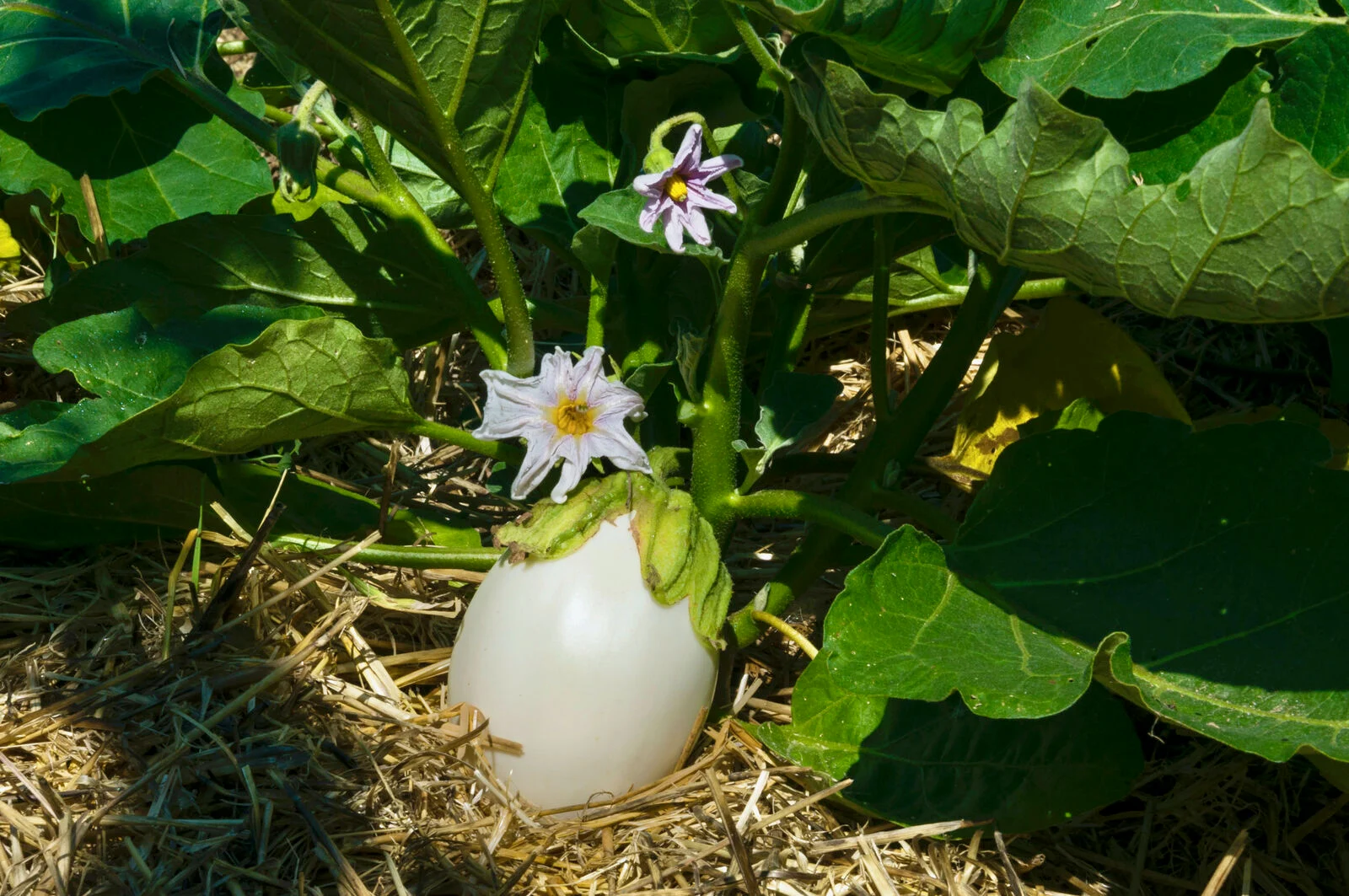 Bad neighbors for aubergine