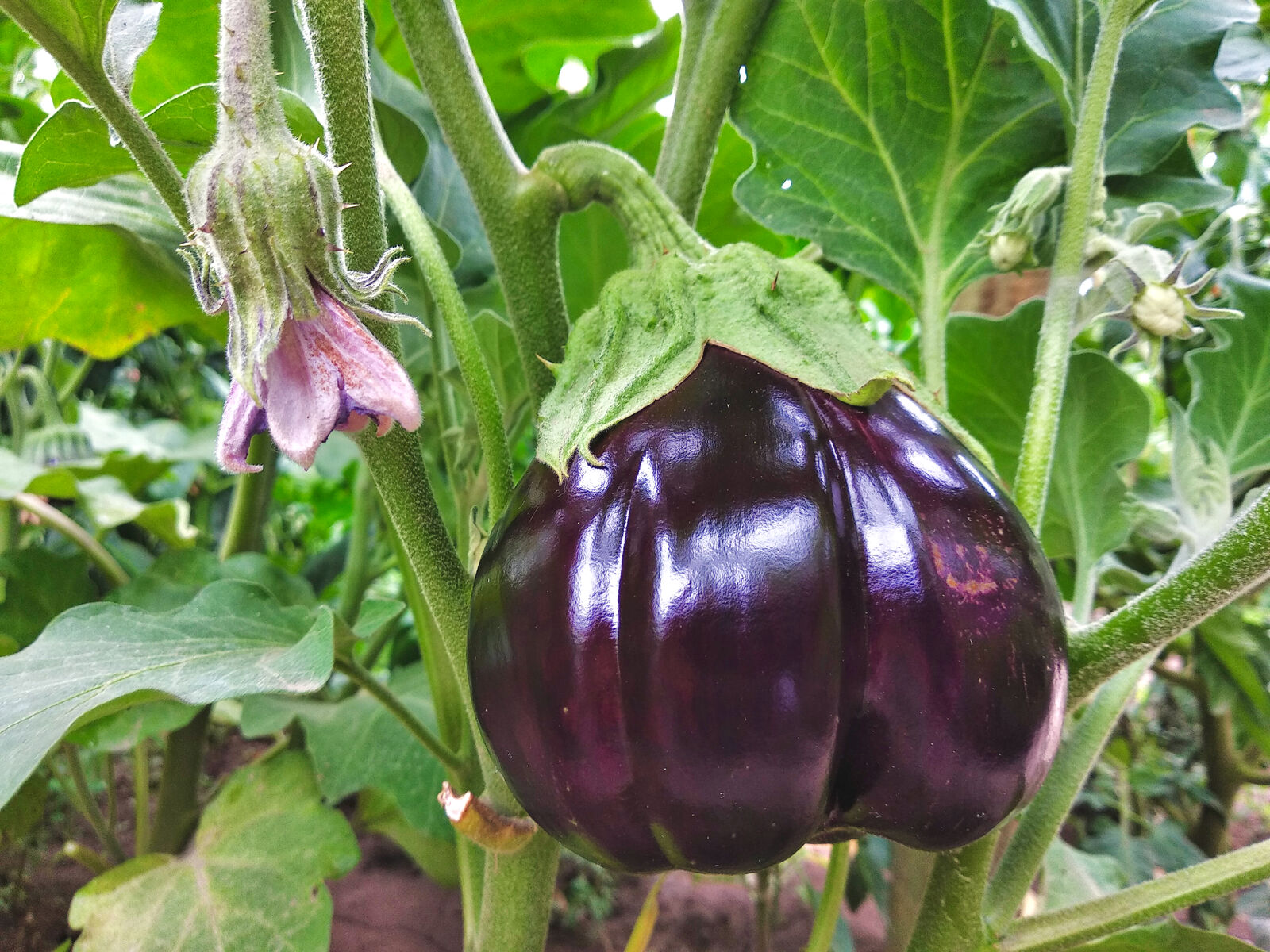 Aubergine: Good & Bad Companion Plants + Planting Plan