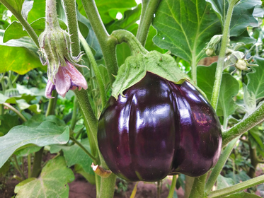 Aubergine: Gute Nachbarn, schlechte Nachbarn + Pflanzplan