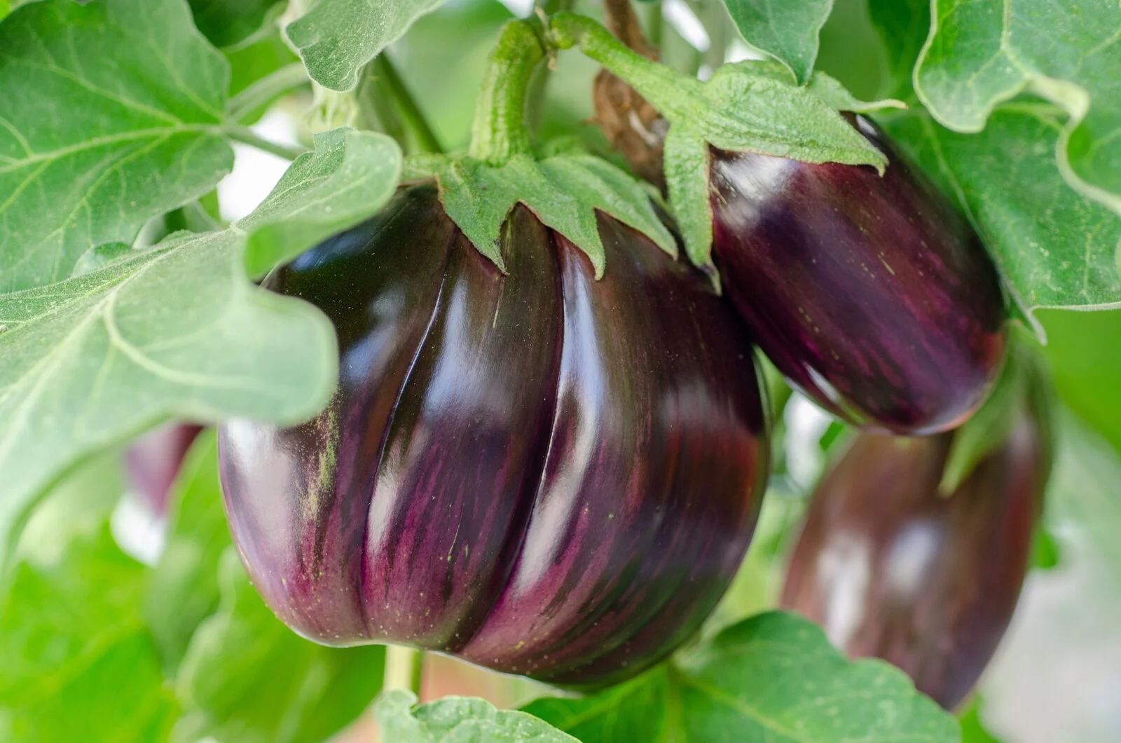 Good neighbors Aubergine
