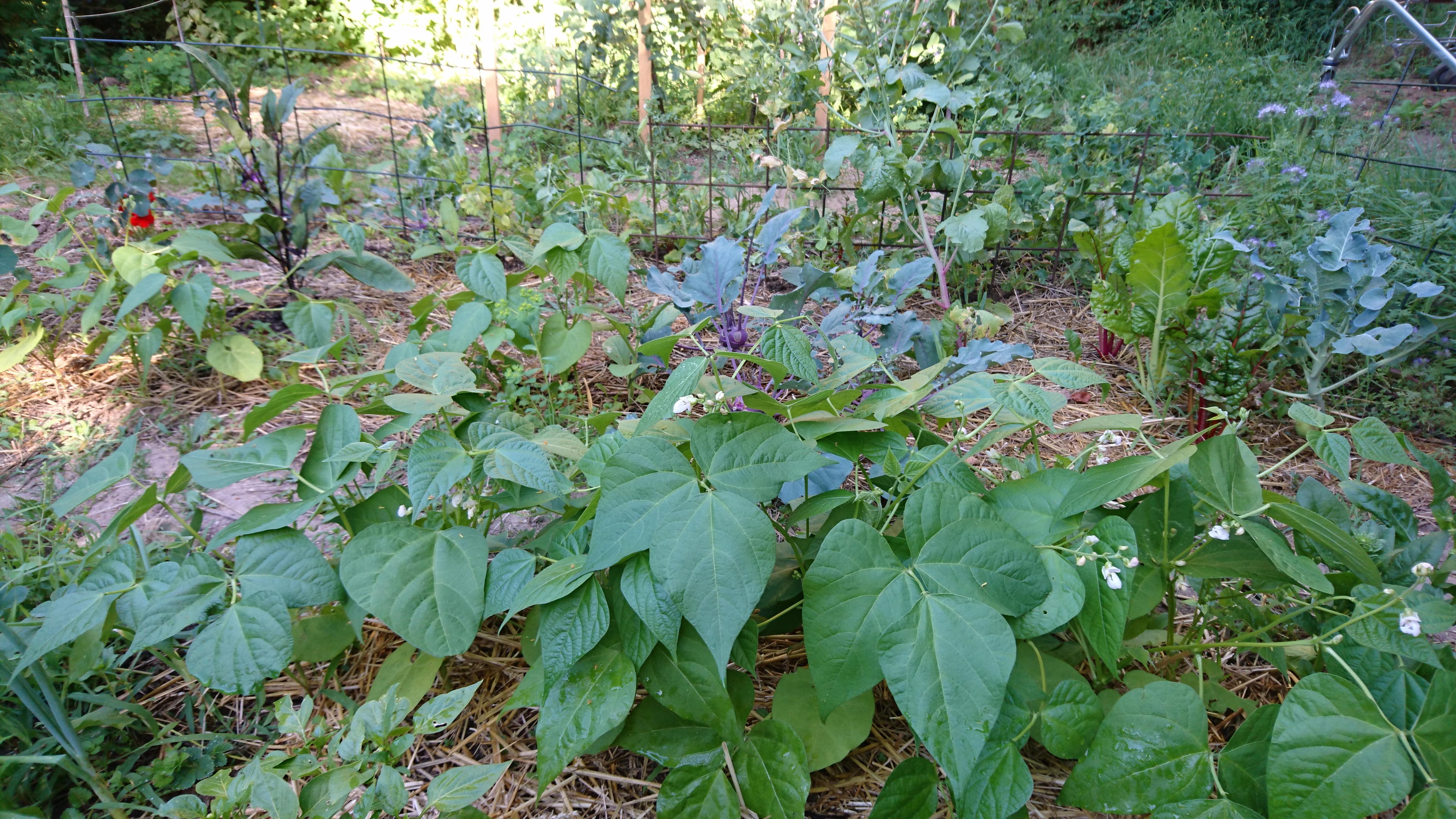 Eggplant in mixed cultivation with cabbage and beans