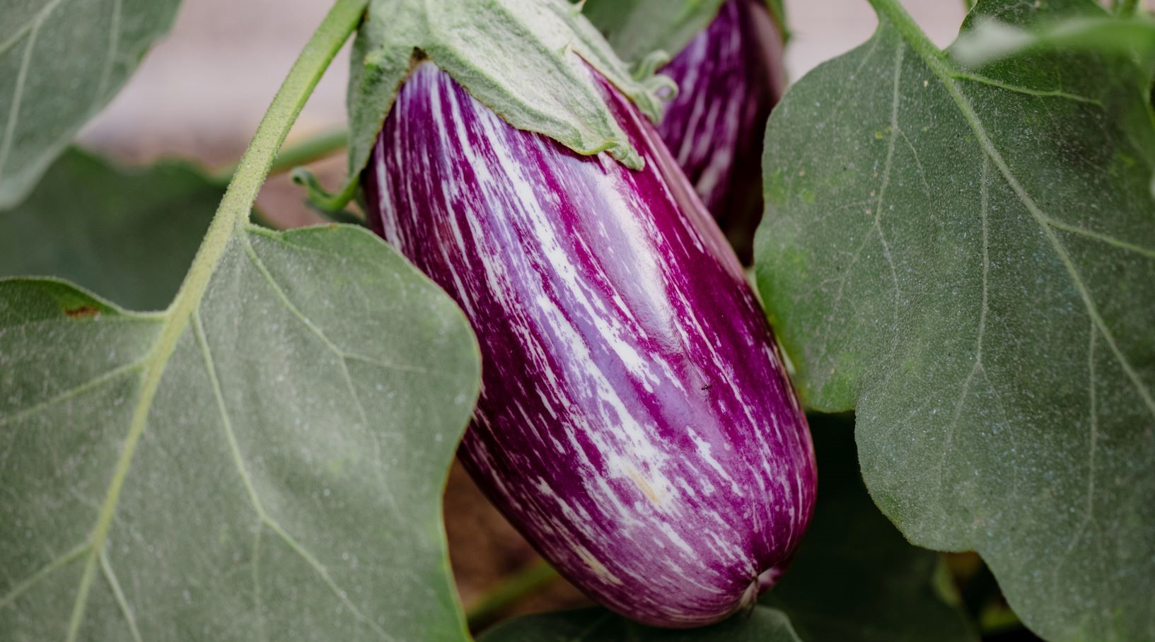 Violett-weiß gestreifte Aubergine