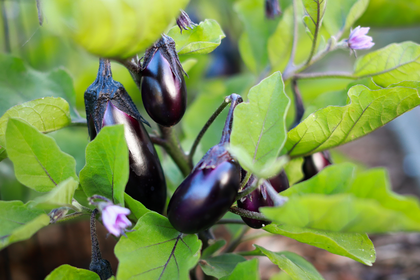 Growing Eggplants: Tips on Sowing, Care For & Harvesting