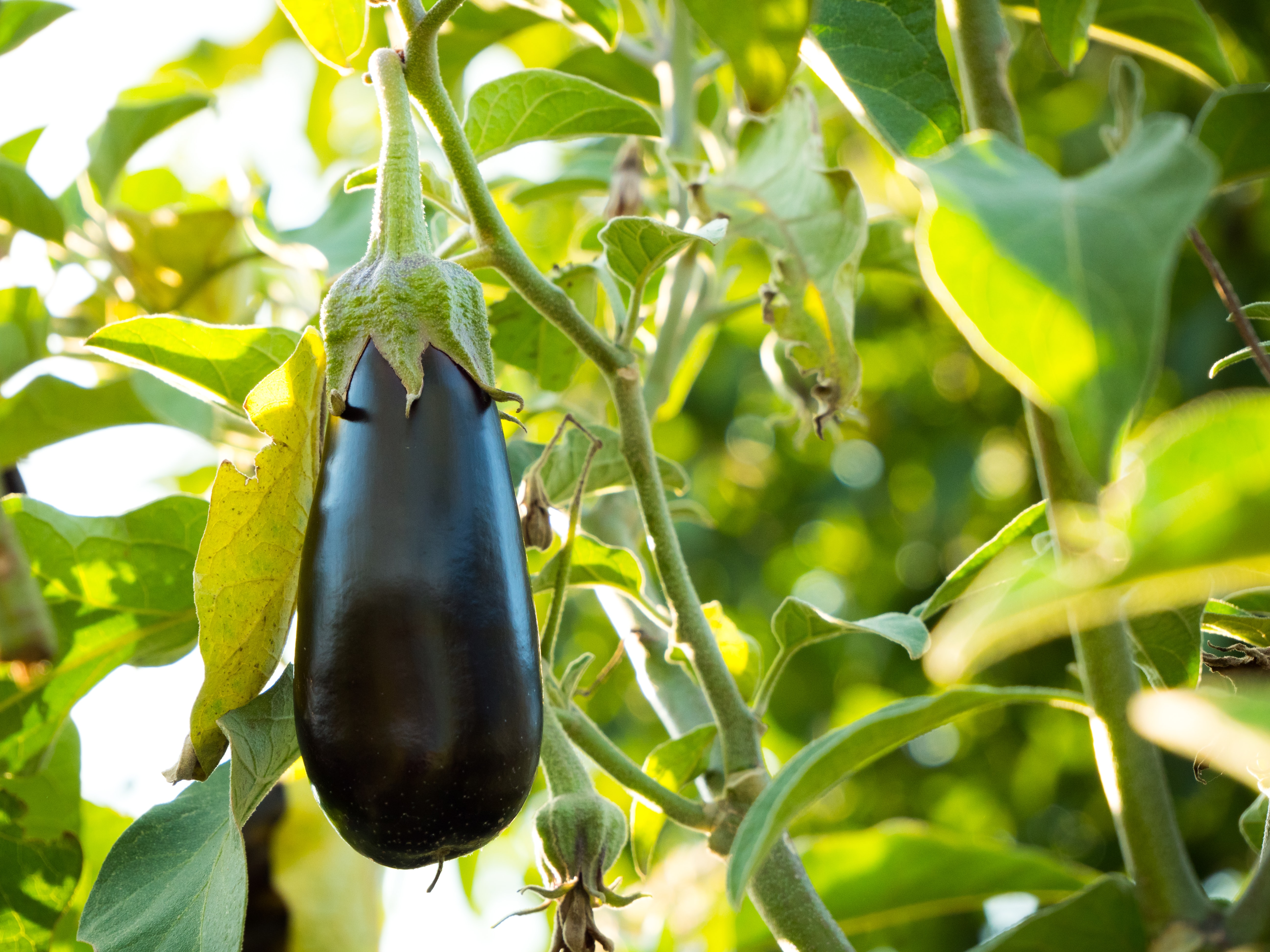 Reife Aubergine an der Pflanze