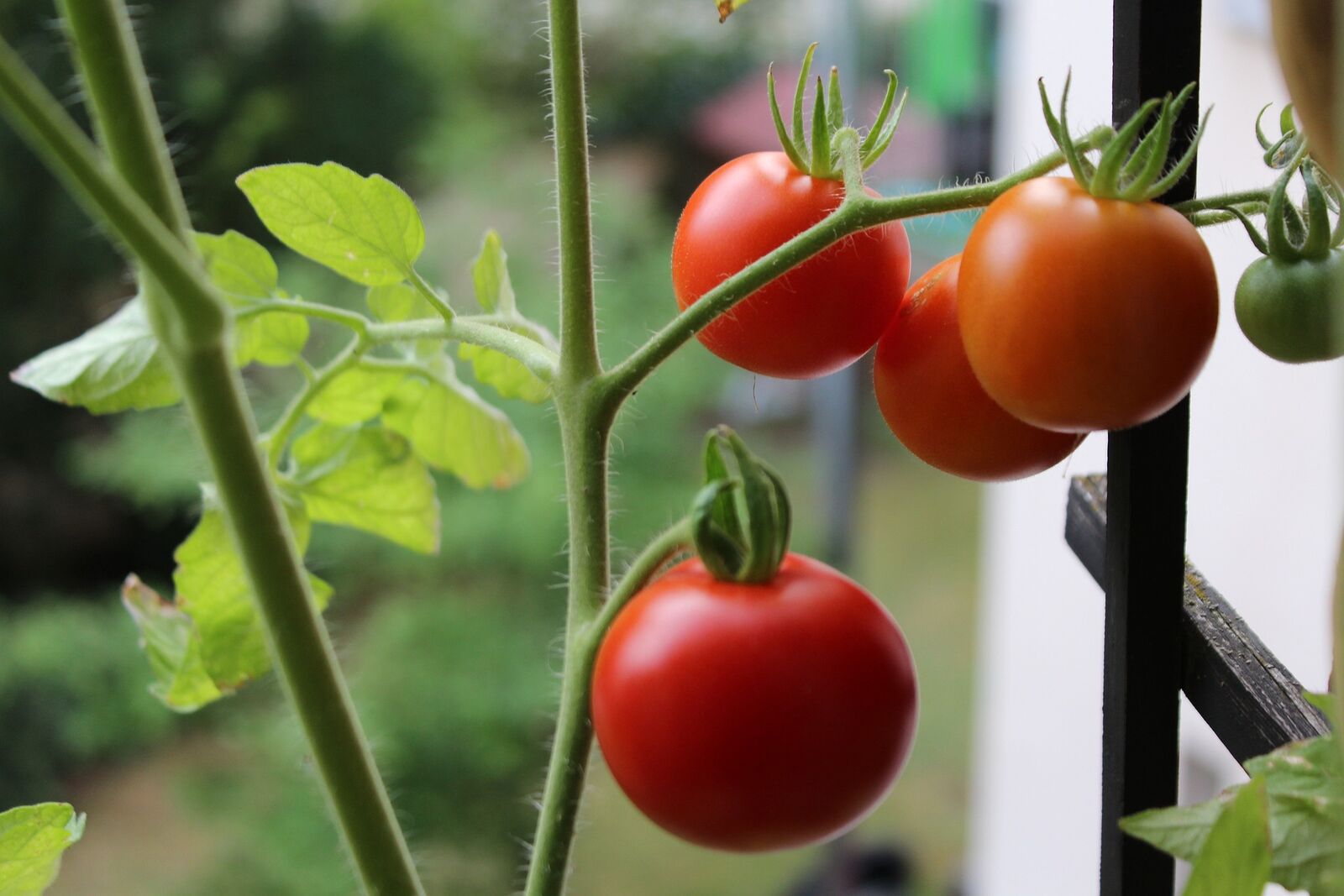 Tomaten im Topf auf dem Balkon