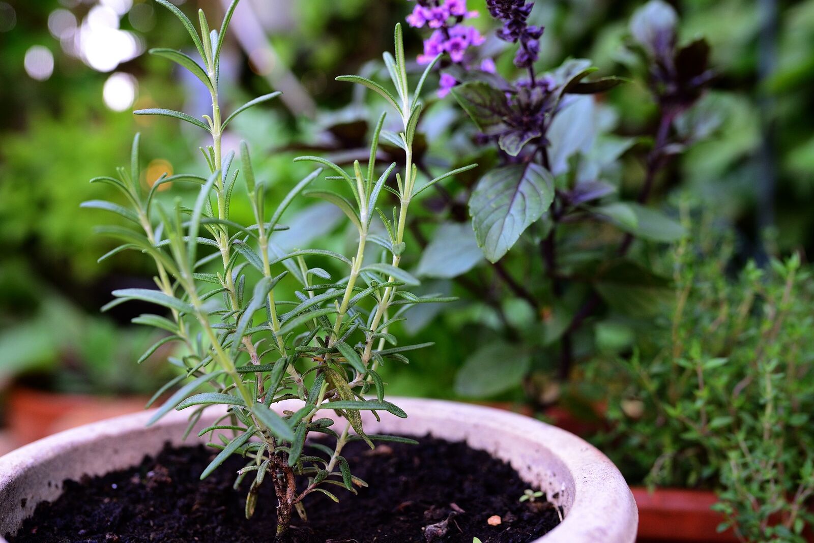Rosemary in a pot on the balcony