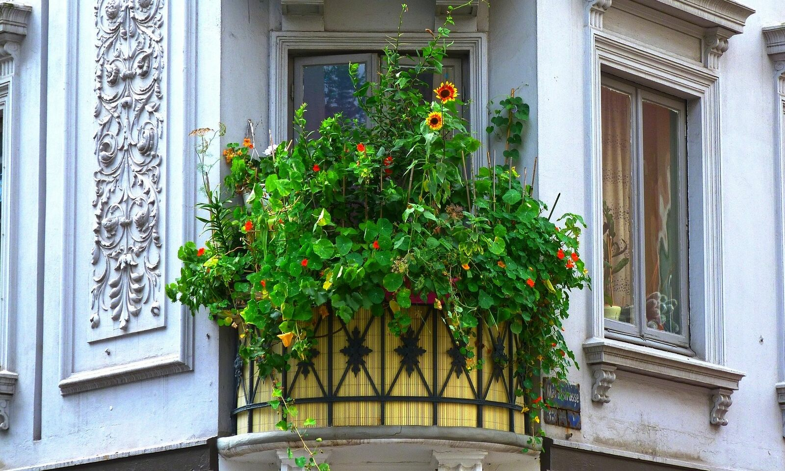 Your Balcony Garden: Ideas for Flowers and Plants