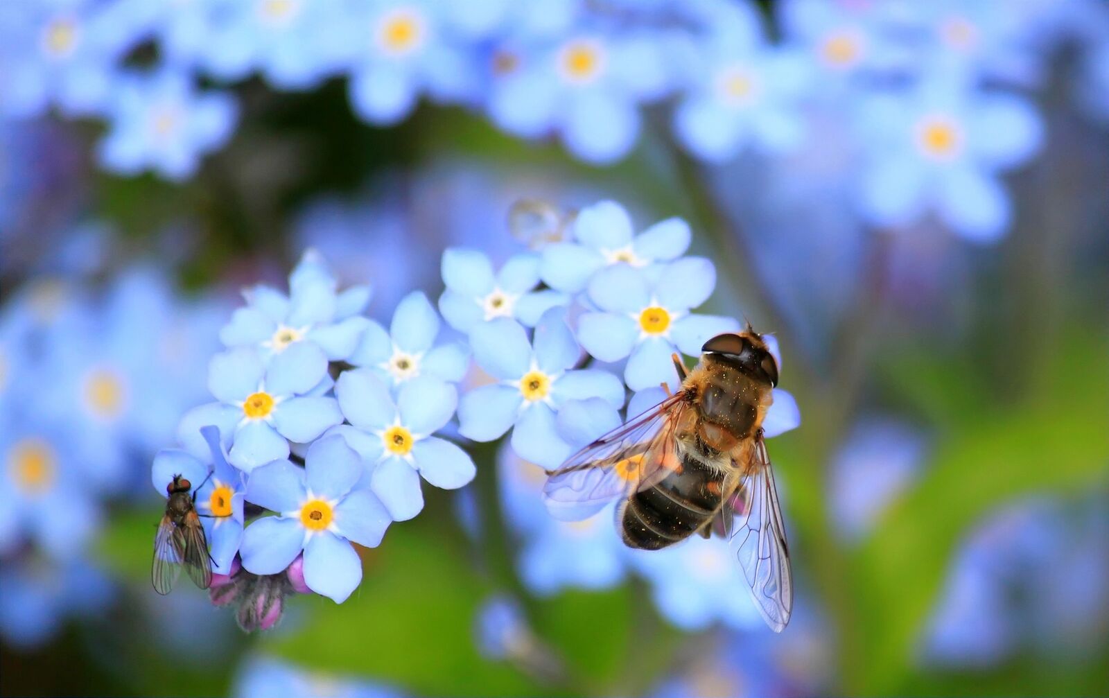 Vergissmeinnicht in der Blüte