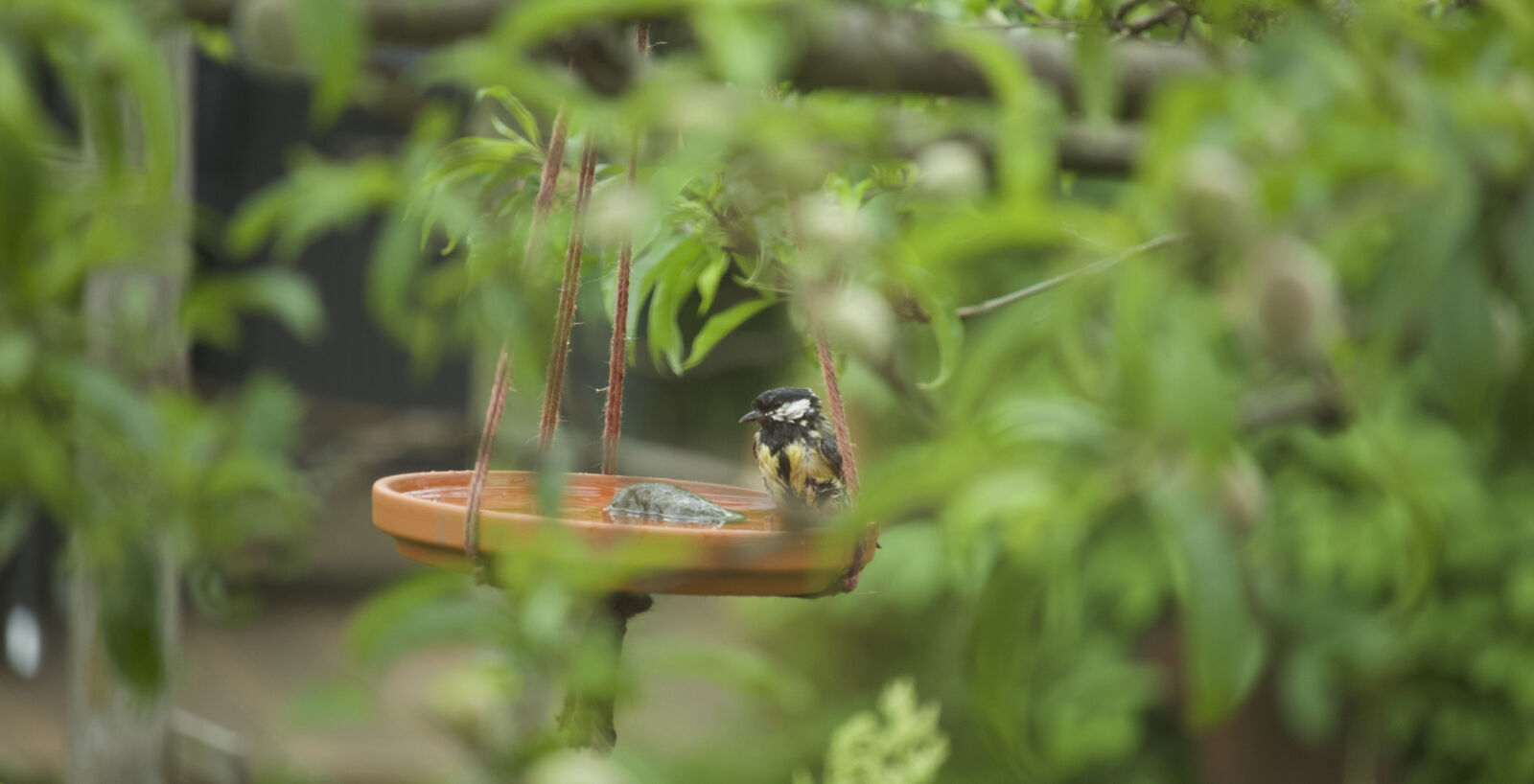 Hängendes Vogelbad für Balkon und Garten.