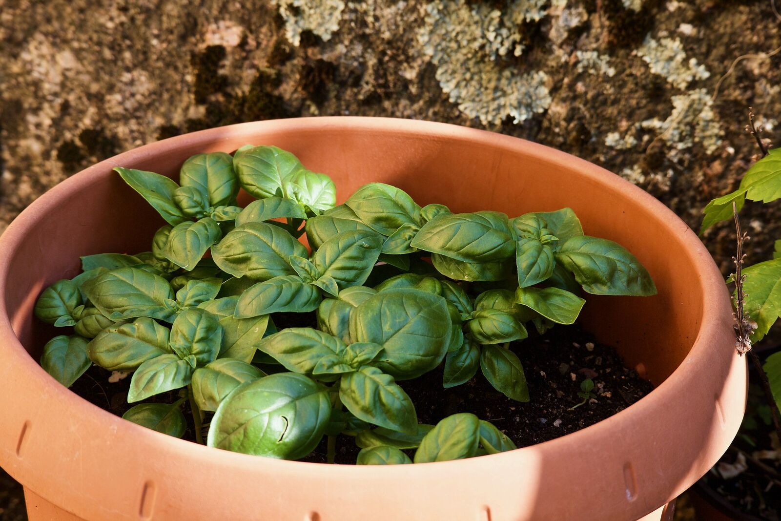 Basil in a pot