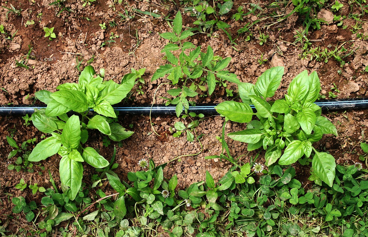 Basil planted out in a mixed culture with tomatoes.