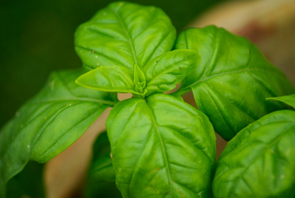 Sowing and Propagating Basil: The Right Way to Do It