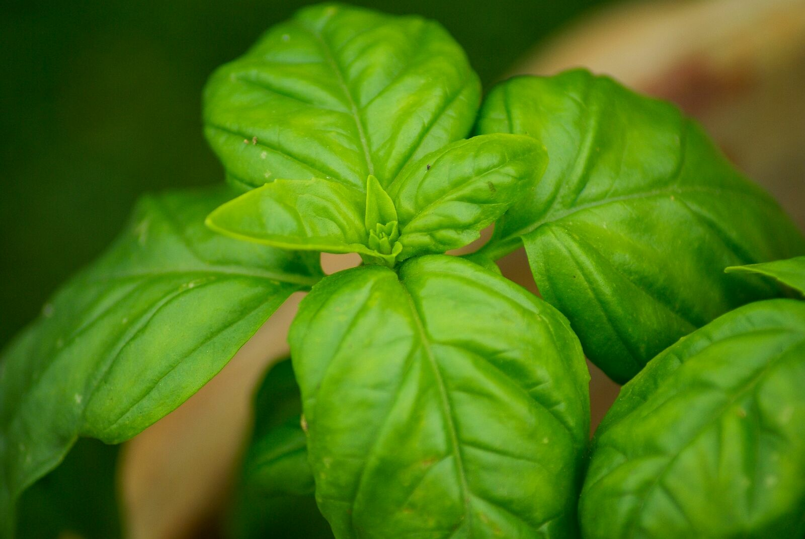 Sowing and Propagating Basil: The Right Way to Do It