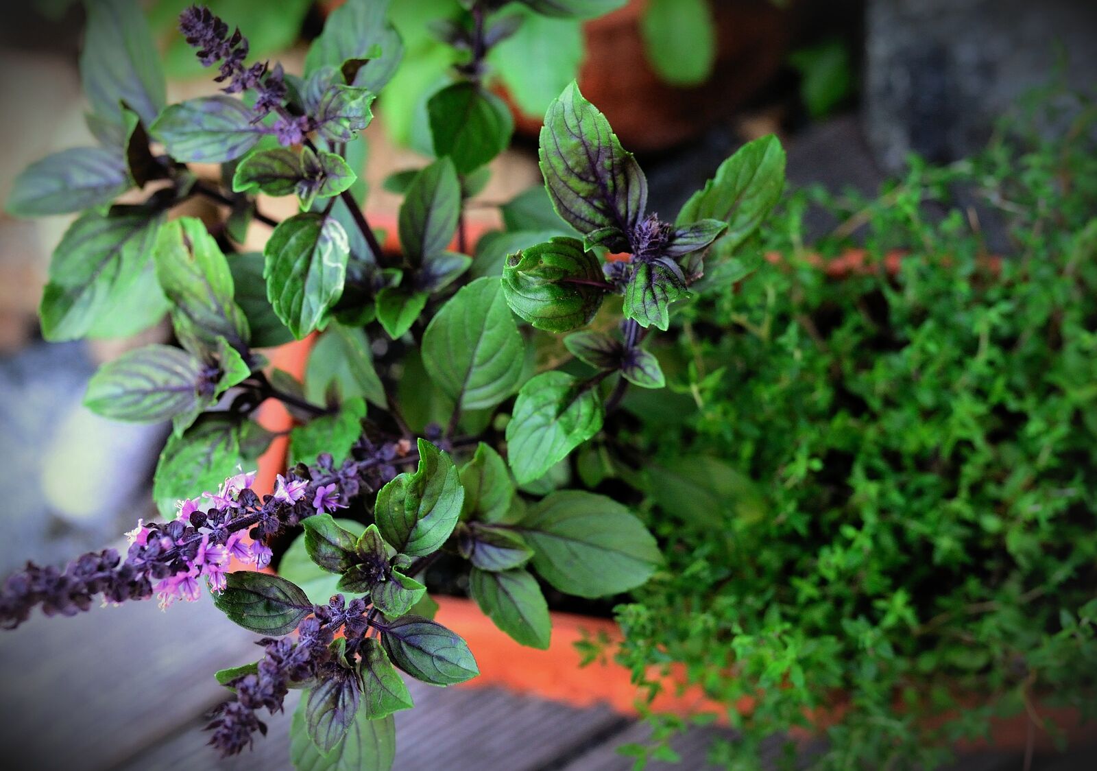 Bush basil