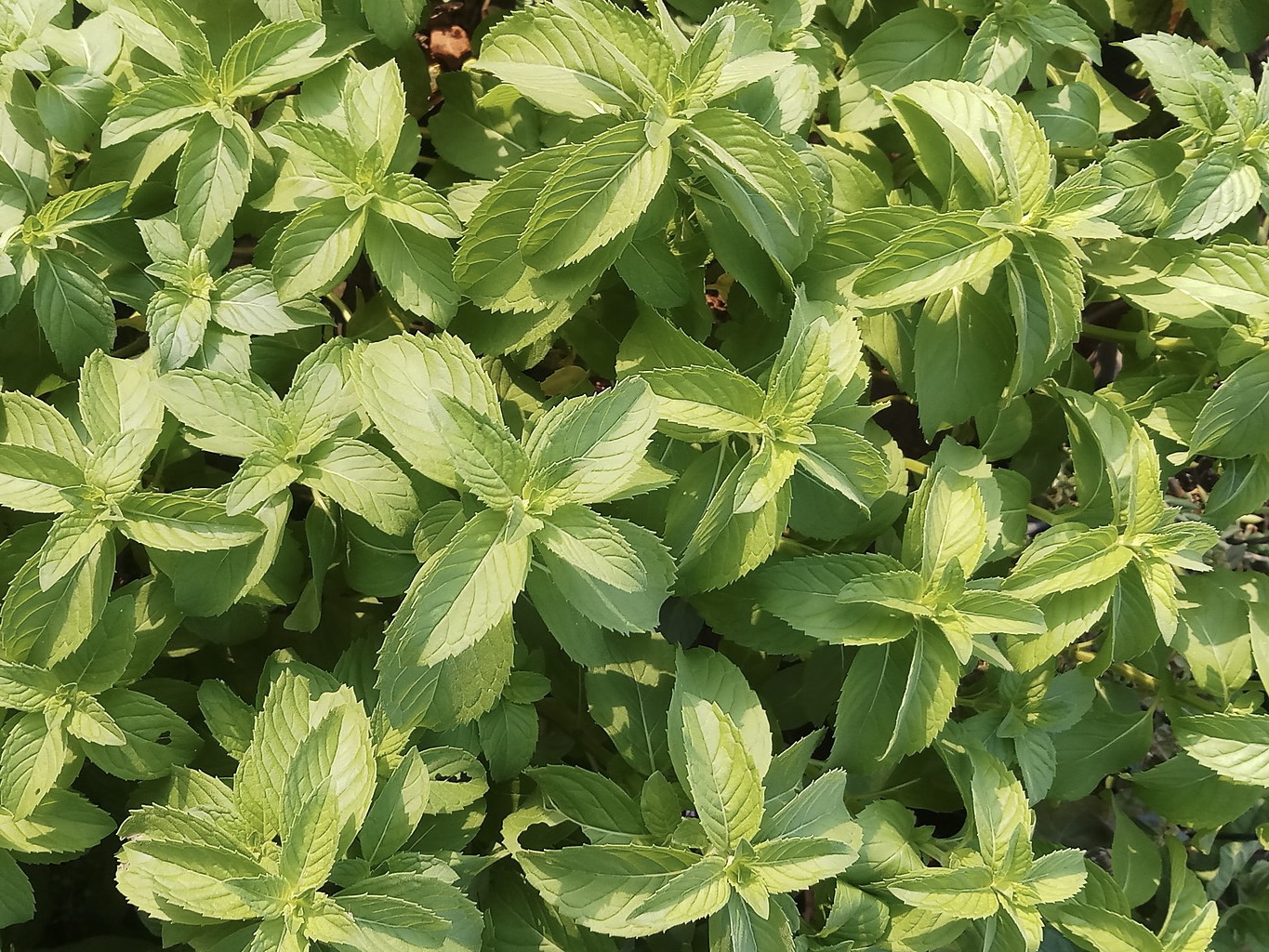 Lemon basil