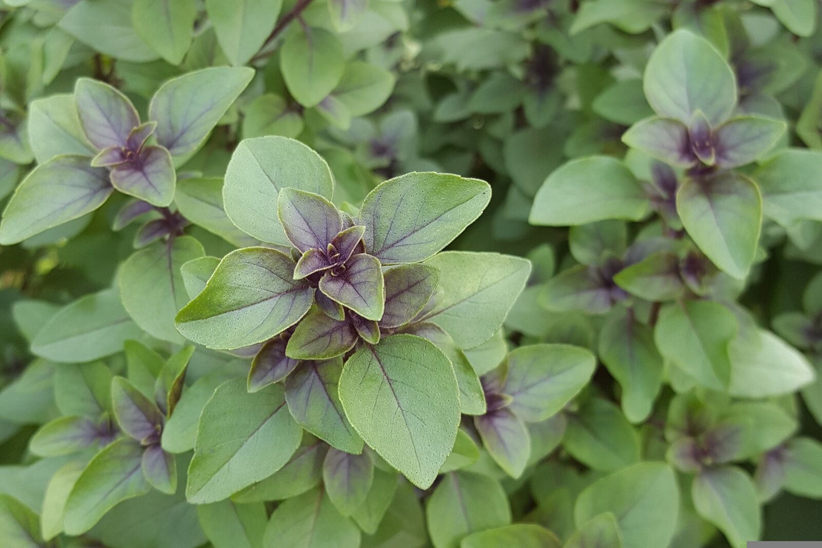 Tulsi- oder Thai-Basilikum