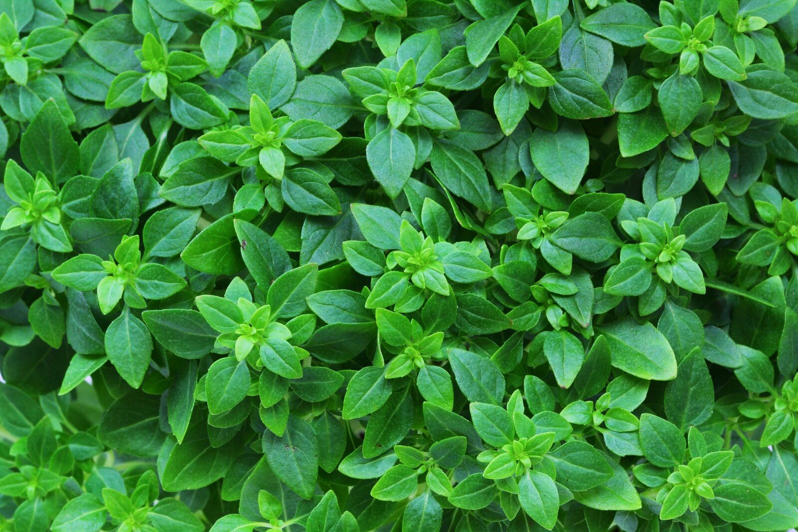 Small-leaved bush basil