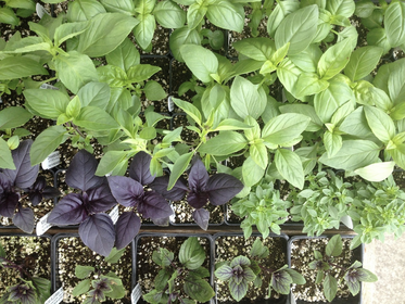 Basil Varieties & Types at a Glance